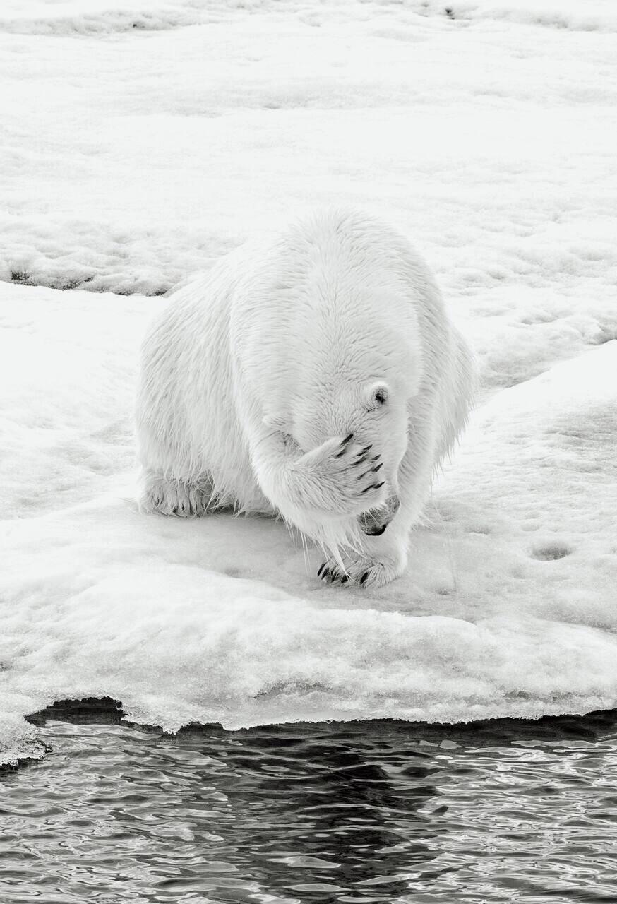 Michael Aw Black and White Photograph - How Much Can A Polar Bear Bear? (Vertical)