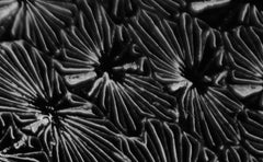Enlighten 1 – signierter abstrakter Pigmentdruck in limitierter Auflage, großformatig schwarz