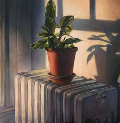 Used Houseplant in Light