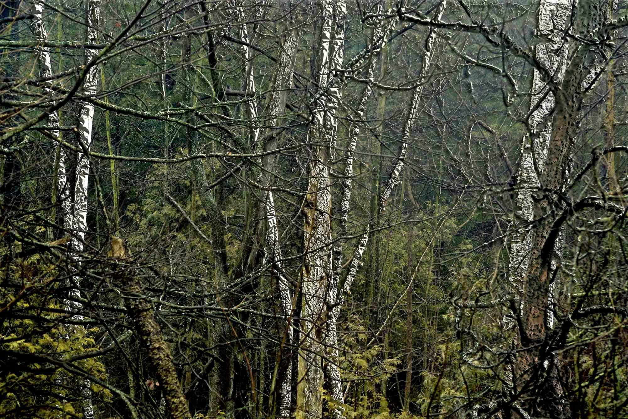 Figurative Print Michael Burgess - Birch Wild - Forest - Impression numérique par M. Burgess - 2015