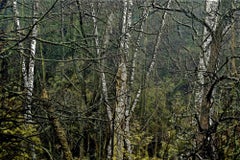 Wilde Birke – Wald – Digitaler Druck von M. Burgess – 2015