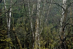 Betulla selvatica - Foresta - Stampa digitale di M. Burgess - 2015