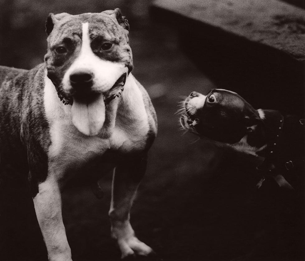 Black and White Photograph Michael Crouser - Run de chien n°54