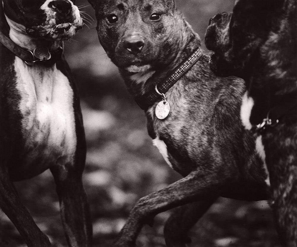 Black and White Photograph Michael Crouser - Run de chien n°56