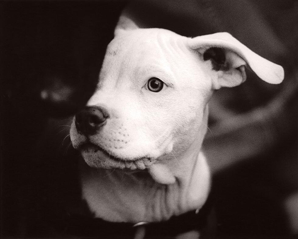Michael Crouser Animal Print - Dog Run #58