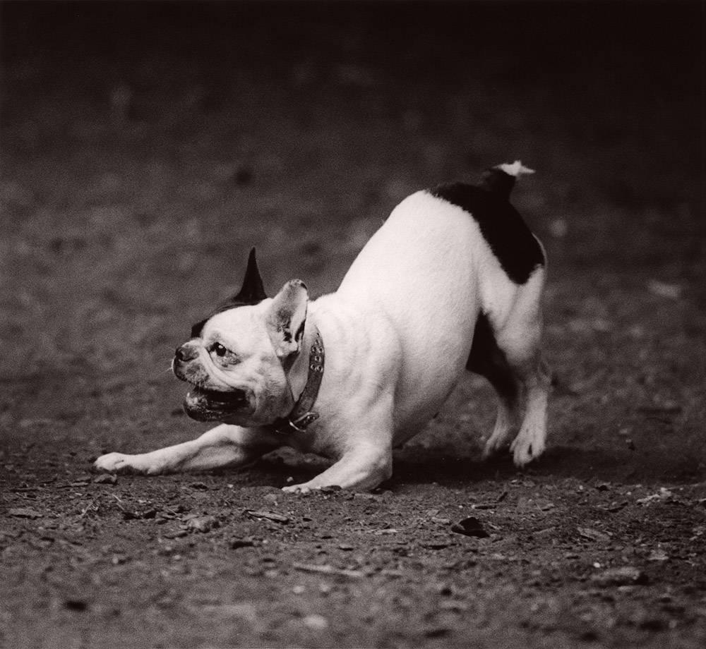 Black and White Photograph Michael Crouser - Parc à chiens n°68