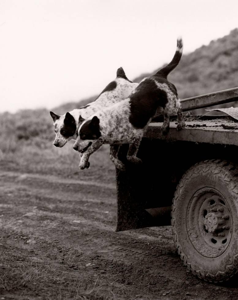 Michael Crouser Animal Print - Dog Truck Jump