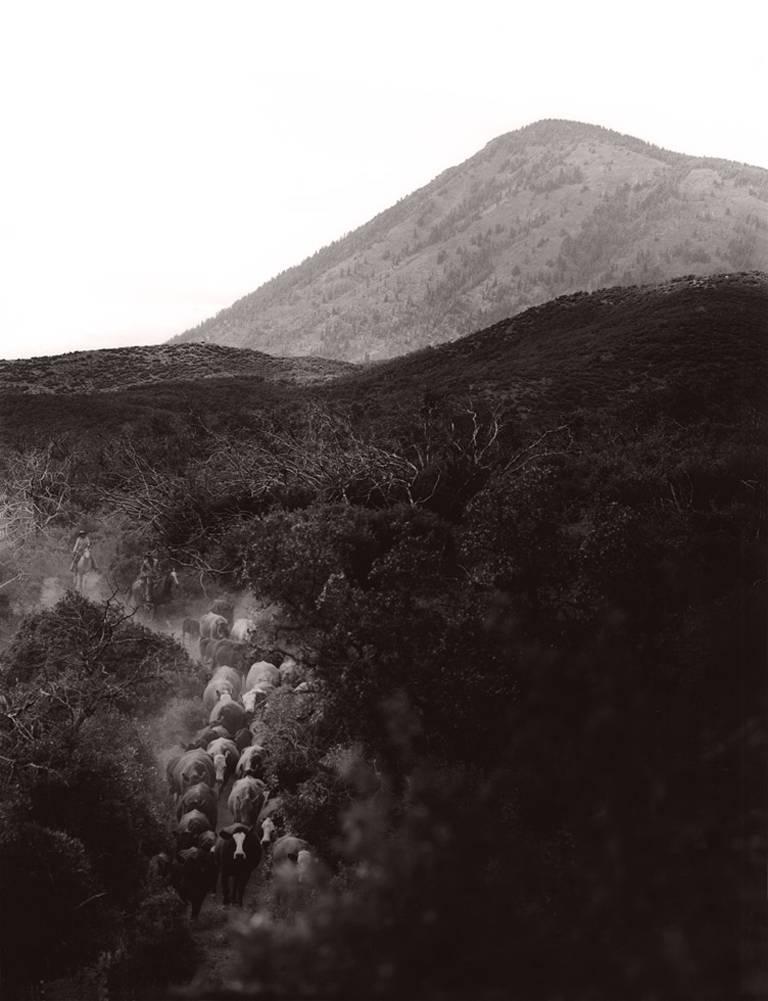 Michael Crouser Landscape Photograph - Moving Cows