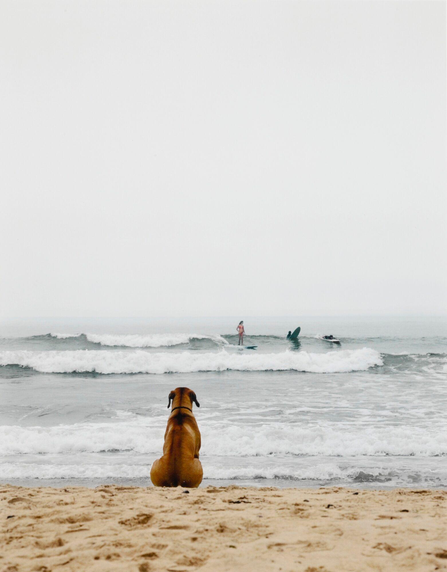 Michael Dweck Color Photograph - Surf Dog, Montauk, New York