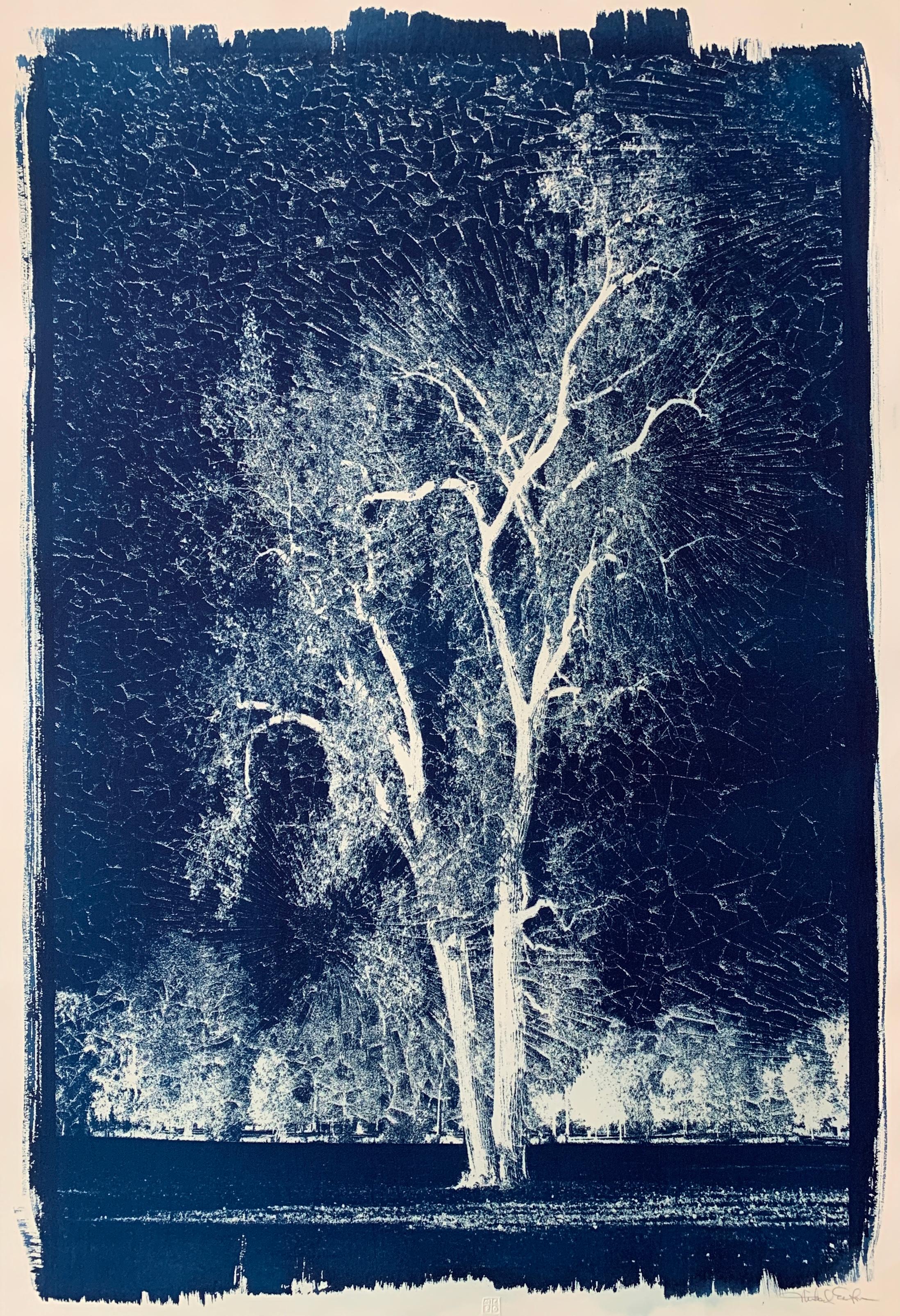 "Cyanotype 08", Contemporary, Photography, Printed, Paper, Unframed
