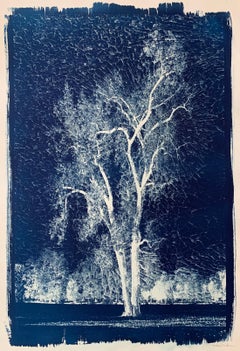 "Cyanotype 08", Contemporary, Photography, Printed, Paper, Unframed