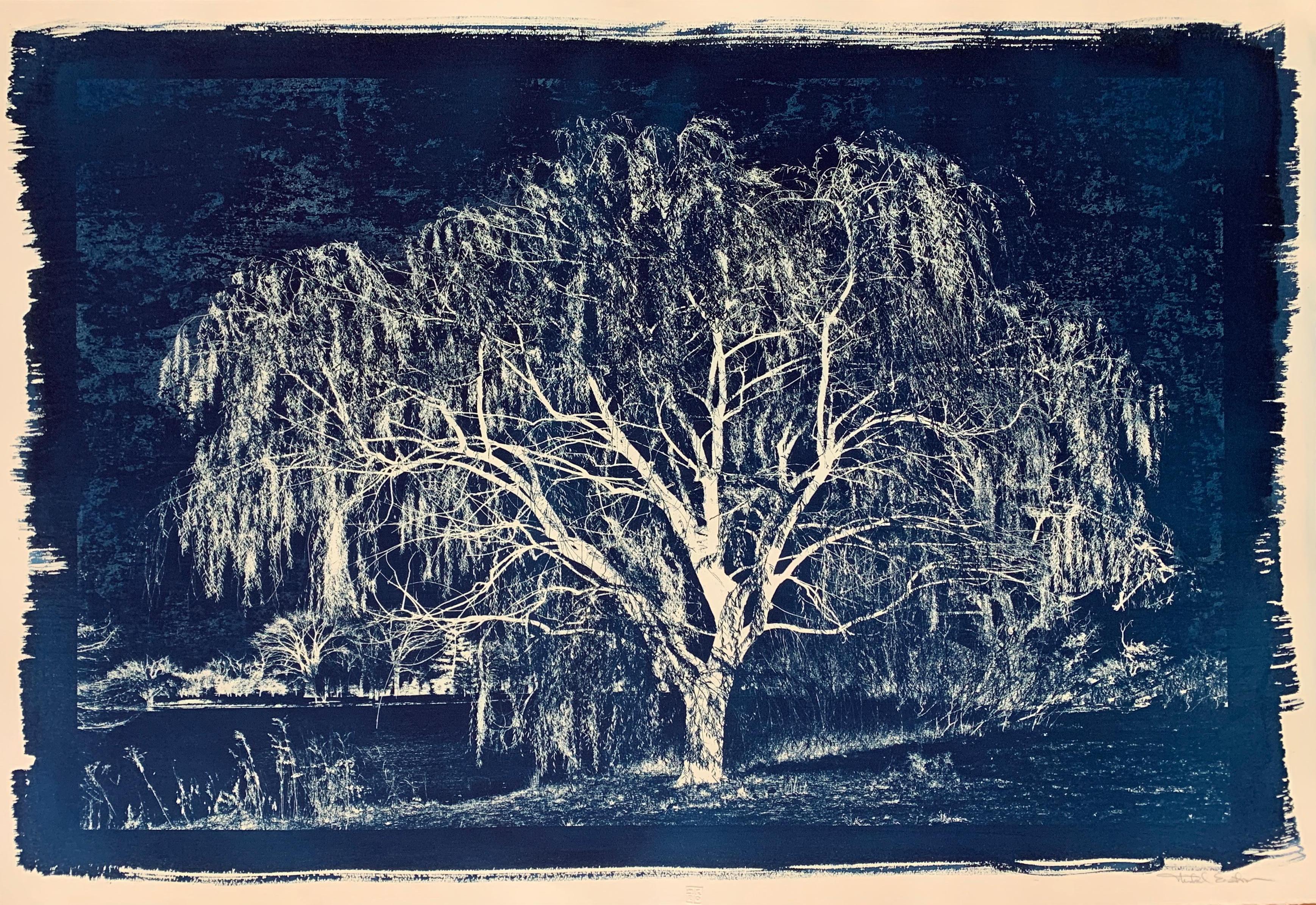 "Cyanotype 17", Contemporary, Photography, Printed, Paper, Unframed