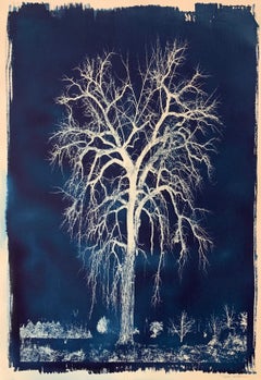 "Cyanotype 30", Contemporary, Photography, Printed, Paper, Unframed
