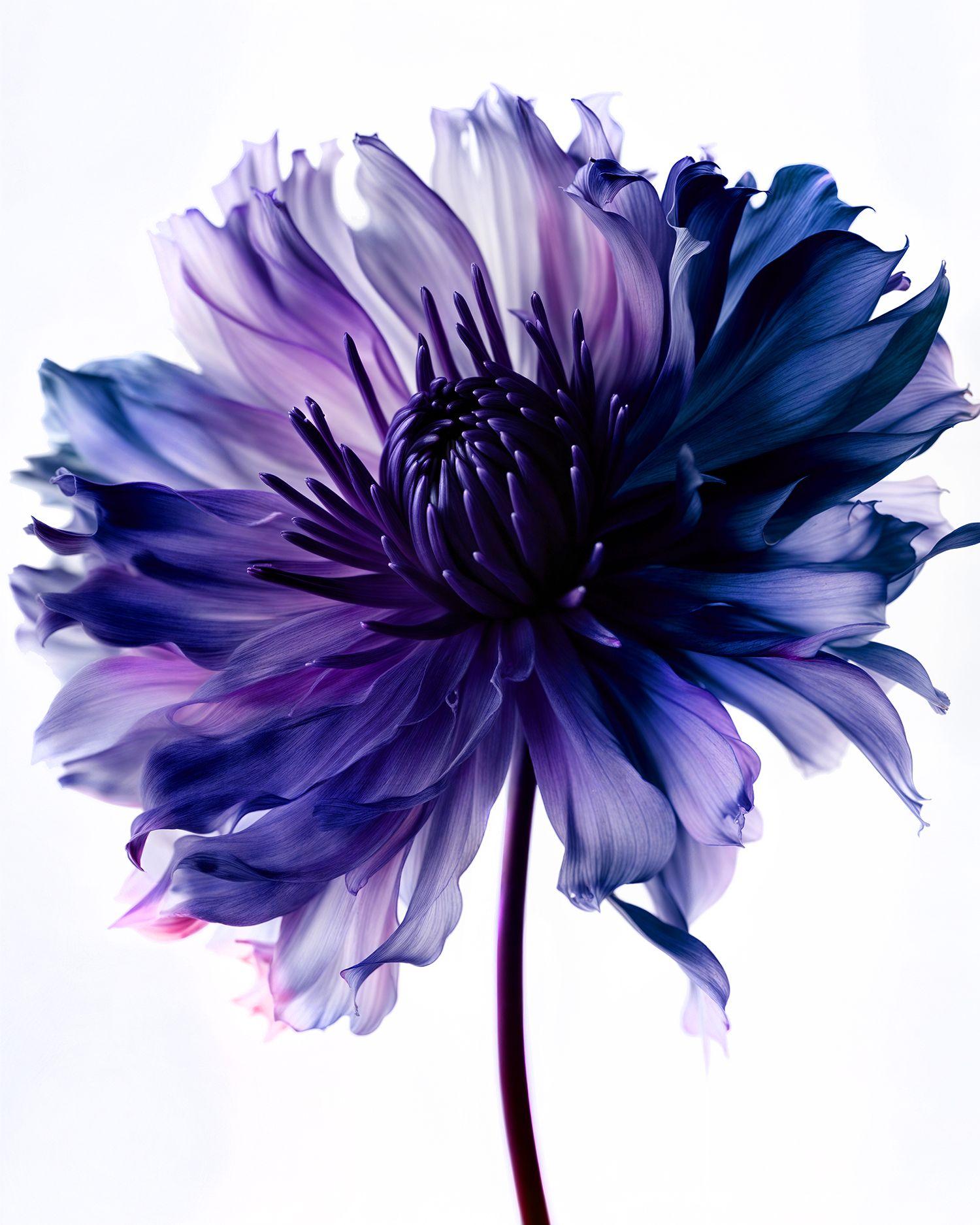 A Botanical 27, Photograph, Archival Ink Jet