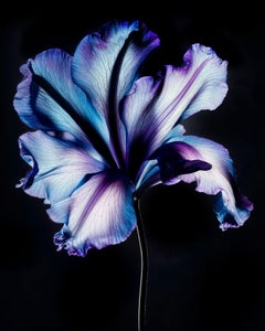 A Botanical 19, Photograph, Archival Ink Jet