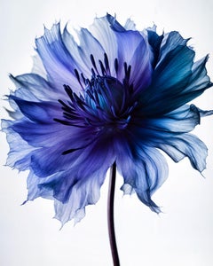 A Botanical 37, Photograph, Archival Ink Jet