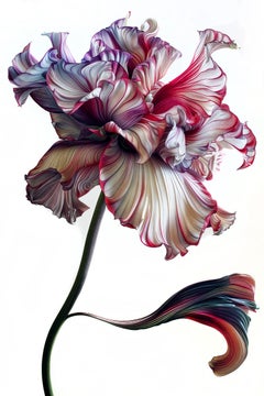 A Botanical 44, Photograph, Archival Ink Jet