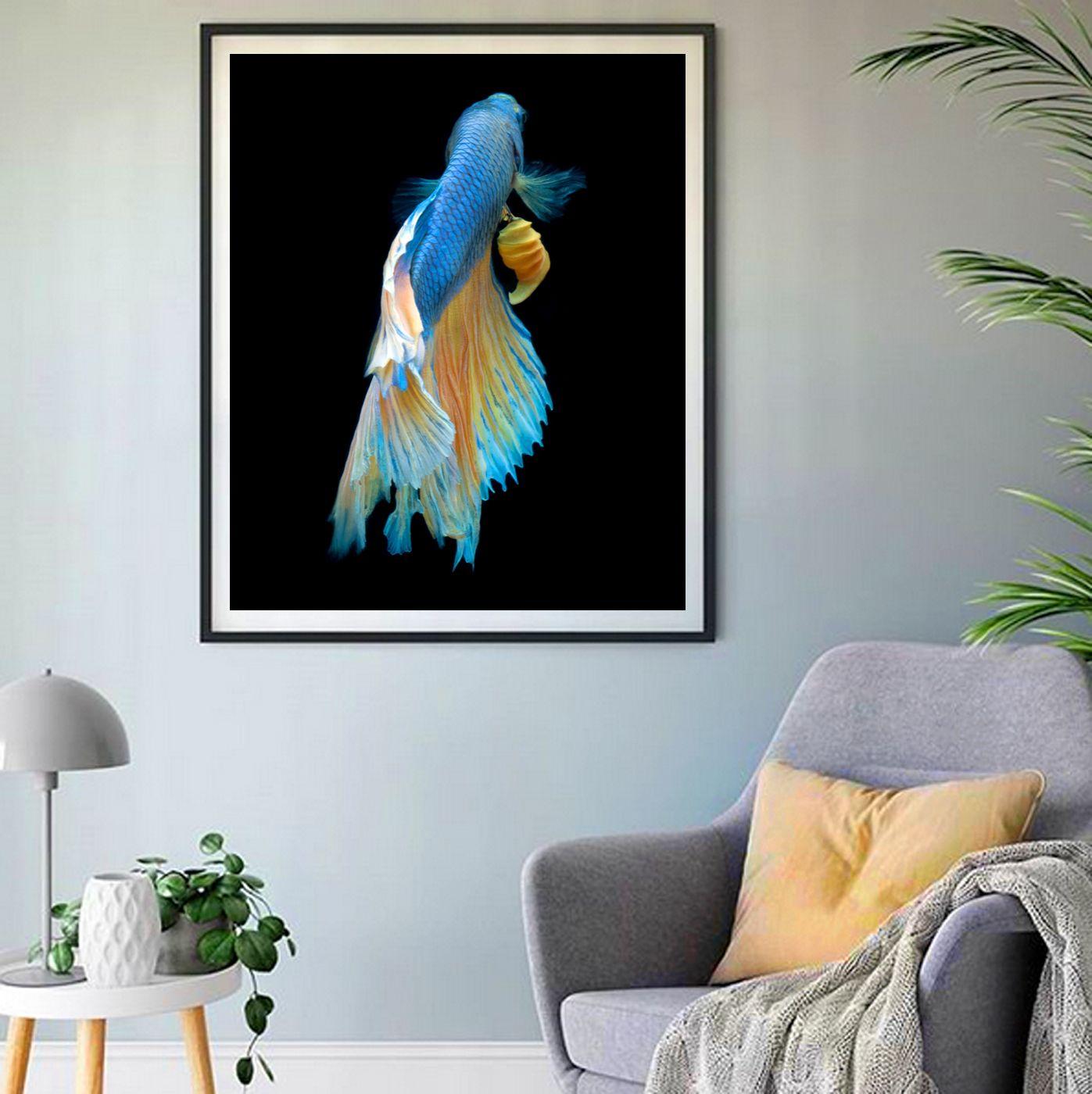 Color Photograph of a Blue Betta Fish swimming on black.  Printed on Archival Fine Art Paper. :: Photograph :: Color :: This piece comes with an official certificate of authenticity signed by the artist :: Ready to Hang: No :: Signed: Yes ::