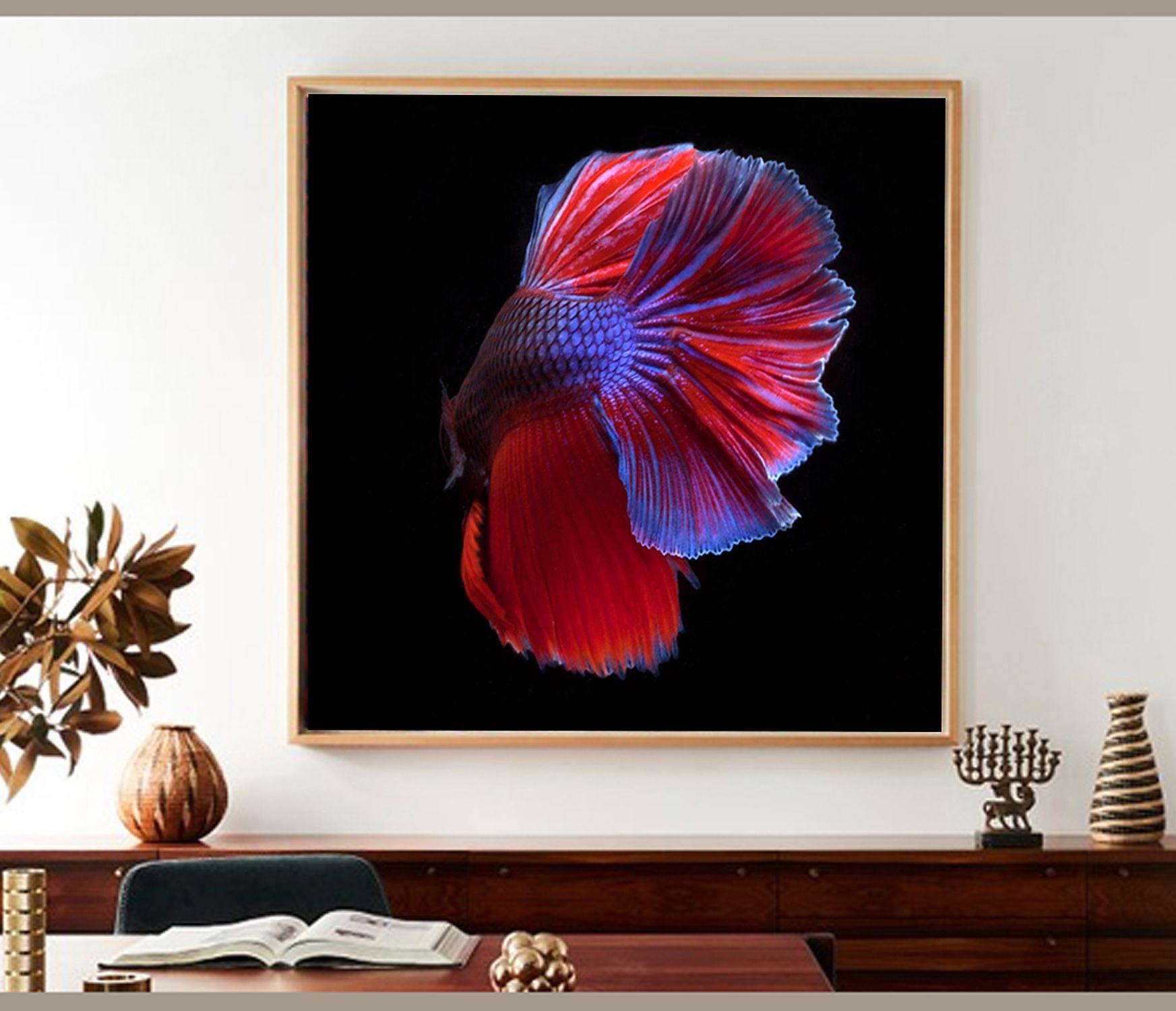 Color Photograph of Beta Fish Swimming on Black :: Photograph :: Color :: This piece comes with an official certificate of authenticity signed by the artist :: Ready to Hang: No :: Signed: Yes :: Signature Location: On back ::  :: Diagonal ::