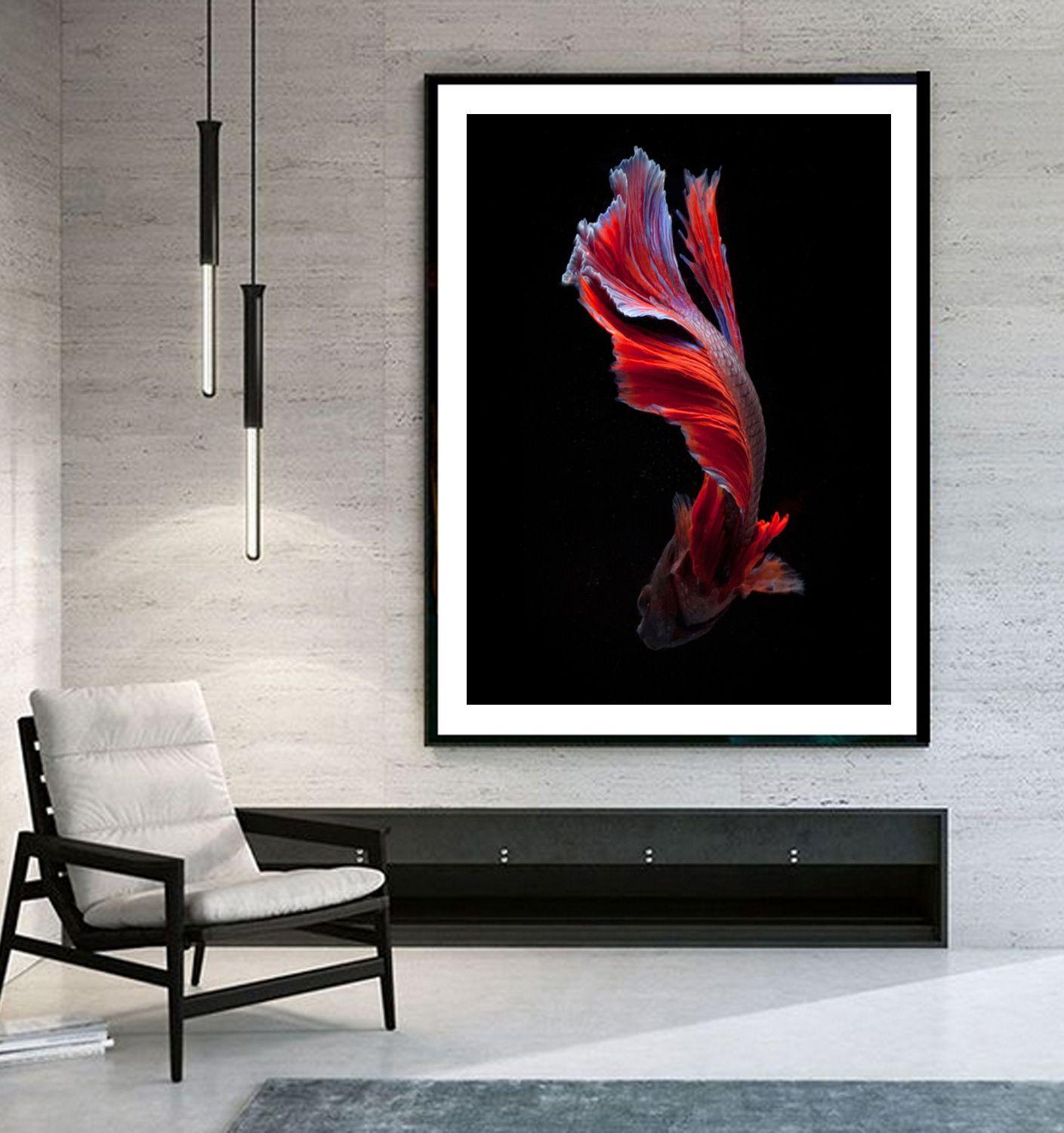 Color Photograph of a Male Beta Fish Swimming on Black :: Photograph :: Color :: This piece comes with an official certificate of authenticity signed by the artist :: Ready to Hang: No :: Signed: Yes :: Signature Location: On Back ::  :: Portrait ::