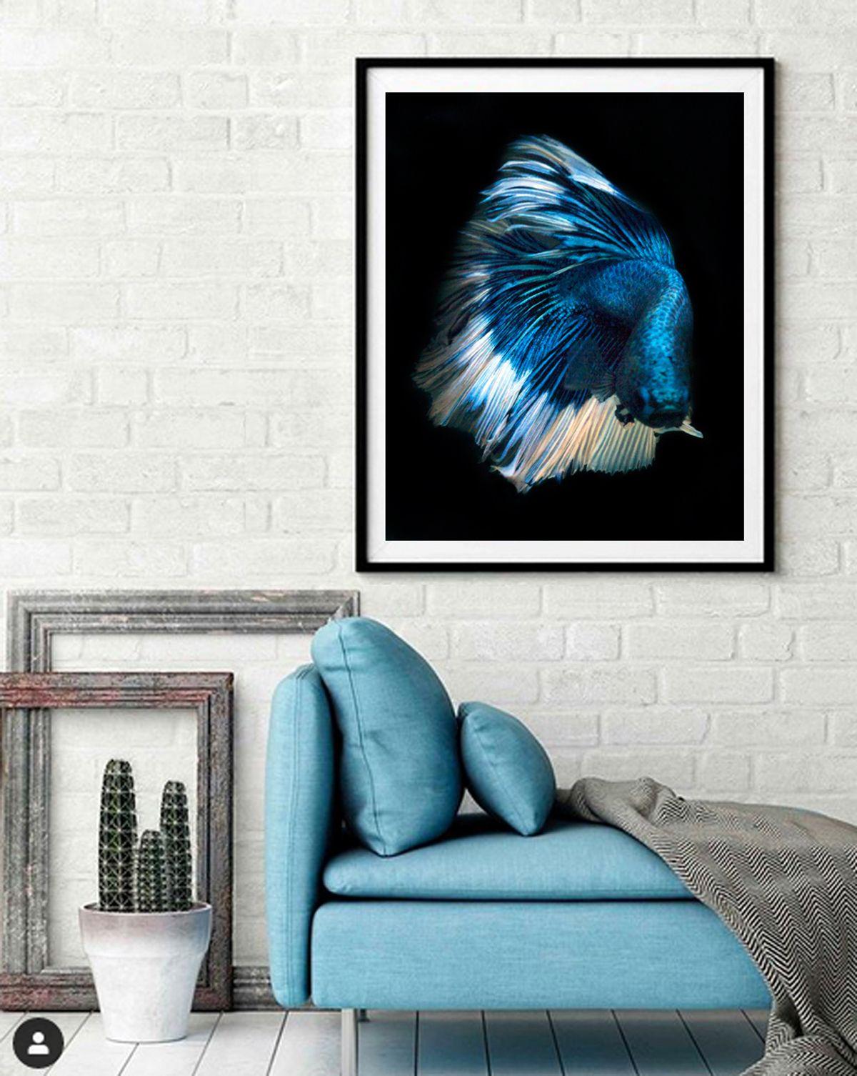 Photograph of a male Betta fish swimming on black. :: Photograph :: Color :: This piece comes with an official certificate of authenticity signed by the artist :: Ready to Hang: No :: Signed: Yes :: Signature Location: On Back ::  :: Portrait ::