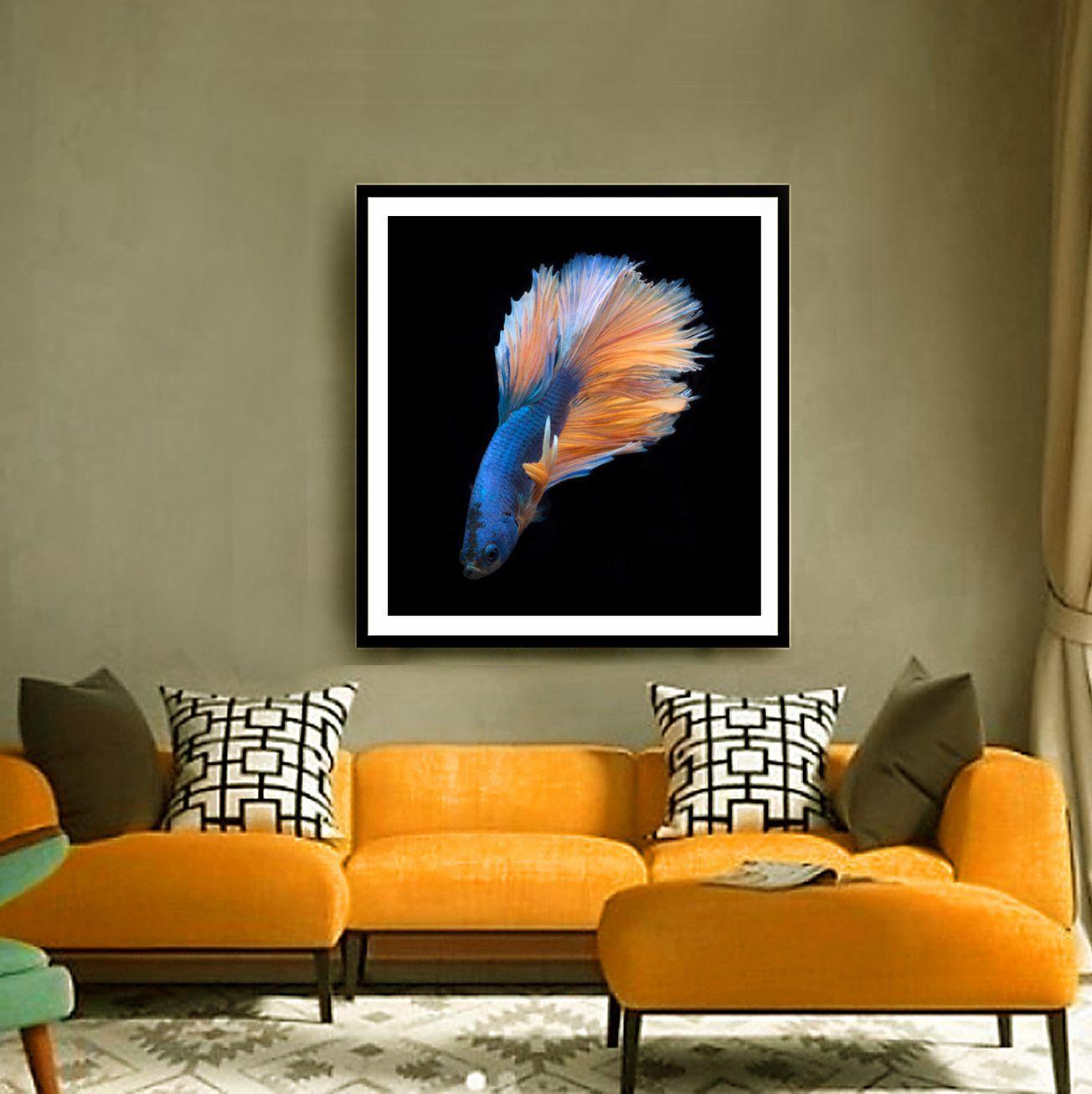 Photograph of a male Betta fish swimming on black. :: Photograph :: Color :: This piece comes with an official certificate of authenticity signed by the artist :: Ready to Hang: No :: Signed: Yes :: Signature Location: On Back ::  :: Diagonal ::