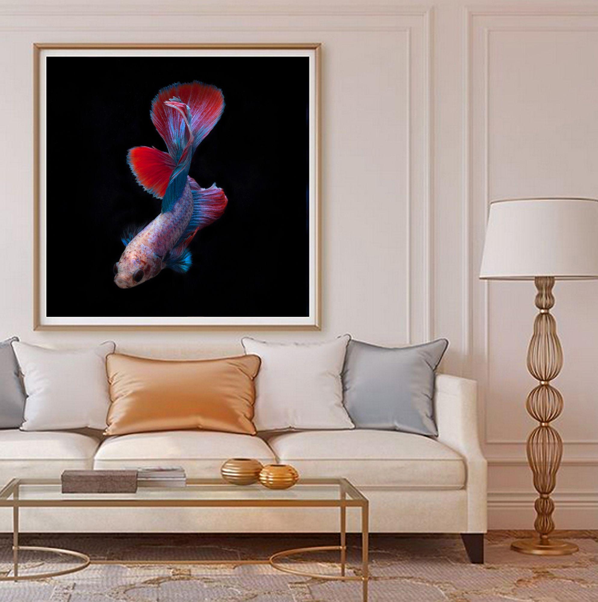 Color photograph of a male betta fish swimming on black.  Printed on archival fine art paper. :: Photograph :: Color :: This piece comes with an official certificate of authenticity signed by the artist :: Ready to Hang: No :: Signed: Yes ::