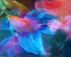 Betta Blur 22, Photograph, Archival Ink Jet