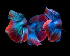 Betta Collage 44, Photograph, Archival Ink Jet