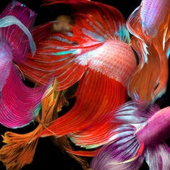 Betta Collage 51, Photograph, Archival Ink Jet