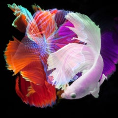 Betta Collage 59, Photograph, Archival Ink Jet