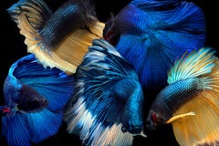 Betta Collage 73, Photograph, Archival Ink Jet
