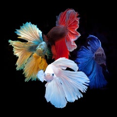 Betta Kings, Photograph, Archival Ink Jet