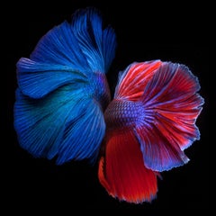 Betta Twins 2, Photograph, Archival Ink Jet