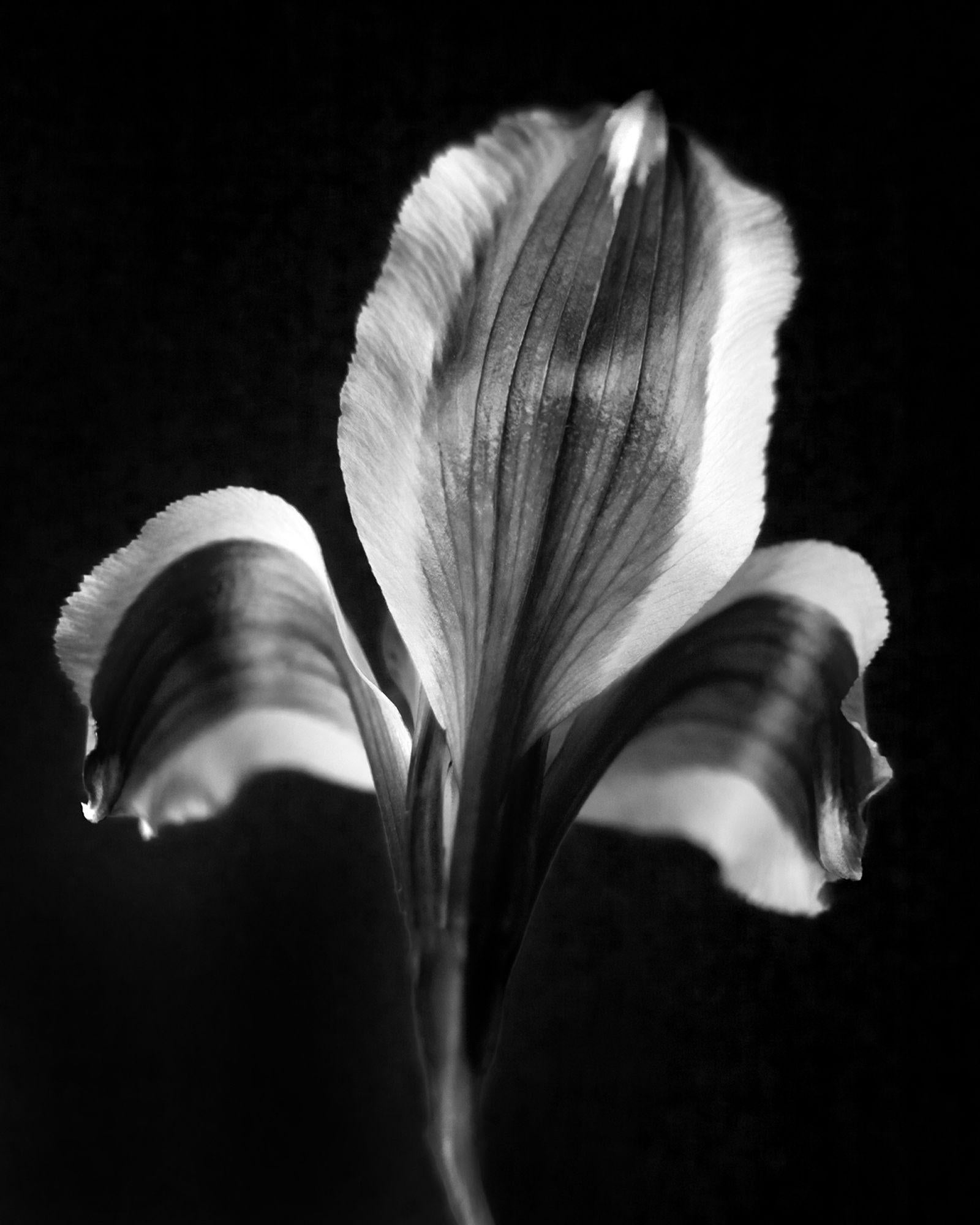 Michael Filonow Black and White Photograph - Botanical 37, Photograph, Archival Ink Jet