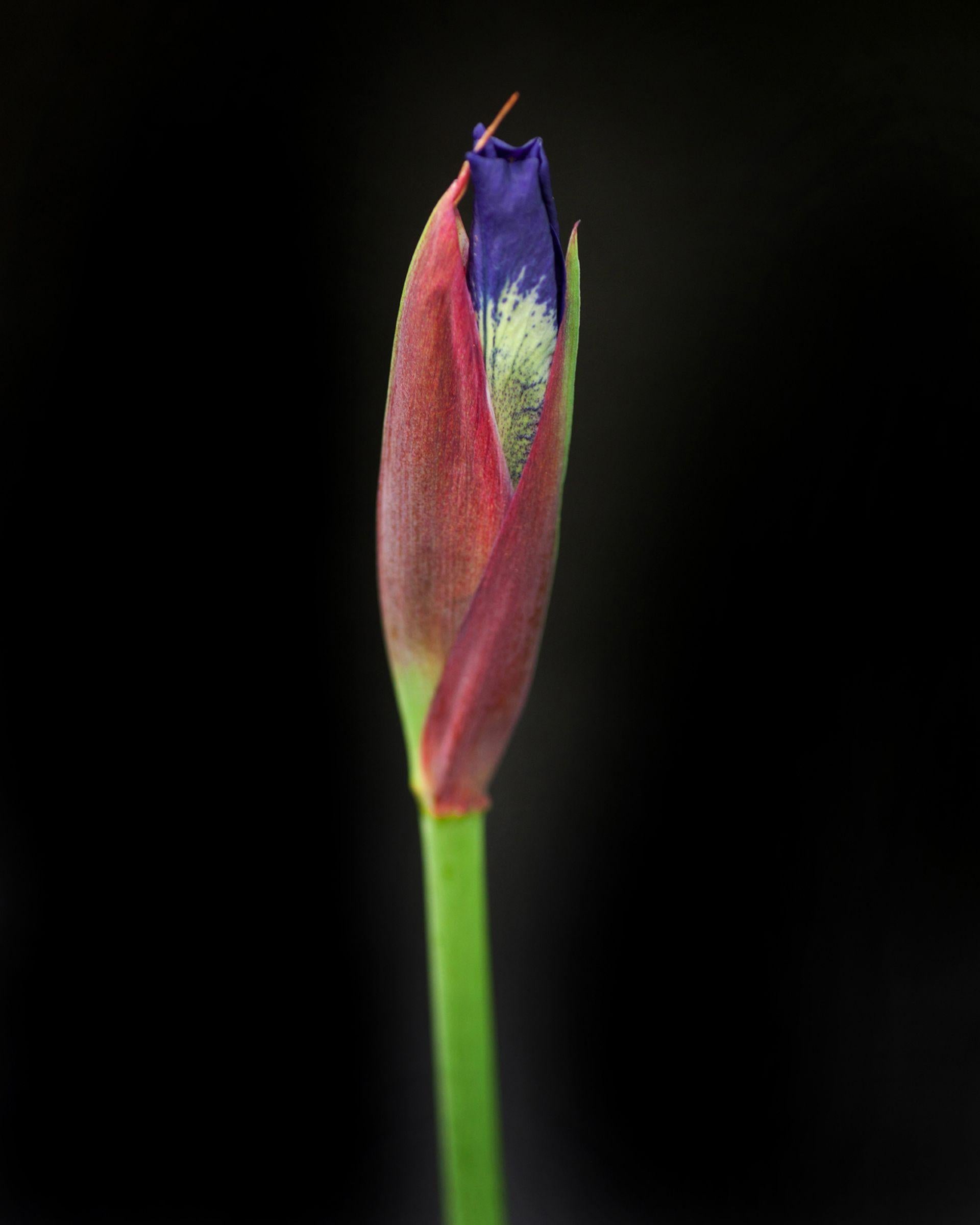 Michael Filonow Color Photograph - Botanical 48, Photograph, Archival Ink Jet