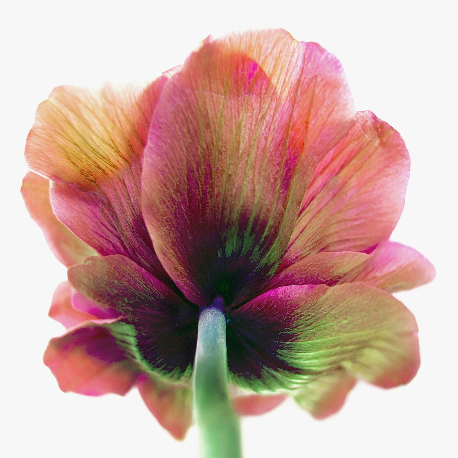 Michael Filonow Color Photograph – Botanical 98, Fotografie, Archivtinte Jet