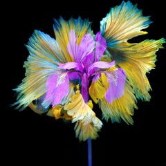 Kaleidoscope 11, Photograph, Archival Ink Jet
