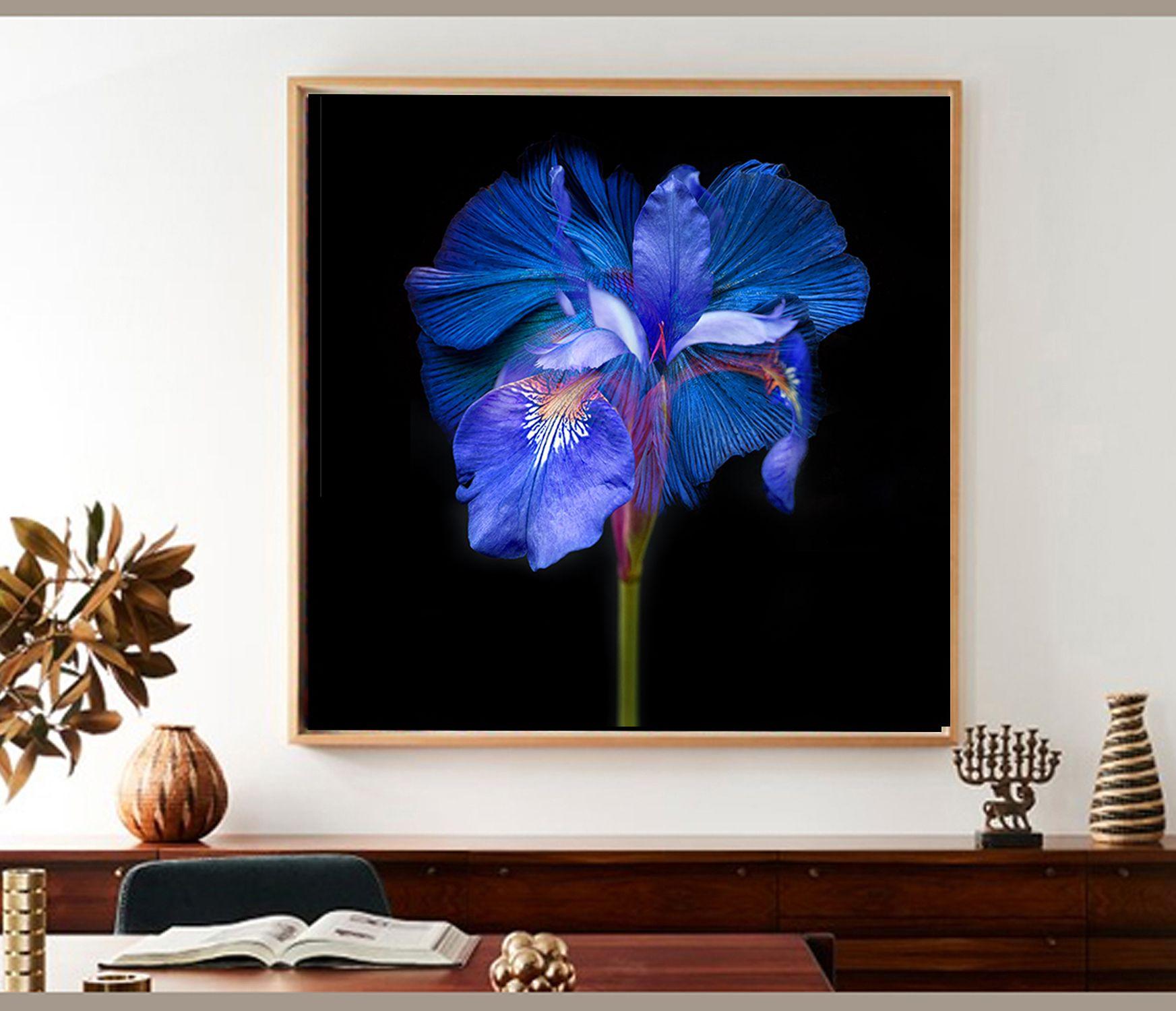 Color photograph of a flower on black. Printed on Archival Fine Art paper. :: Photograph :: Color :: This piece comes with an official certificate of authenticity signed by the artist :: Ready to Hang: No :: Signed: Yes :: Signature Location: Sign