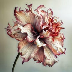 Rainbow Dahlia 23, Fotografia, Getto d'inchiostro d'archivio