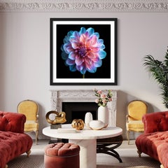 Rainbow Dahlia, Photograph, Archival Ink Jet