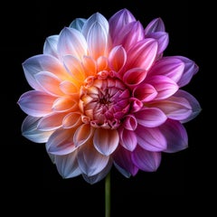 Rainbow Dahlia, Photograph, Archival Ink Jet