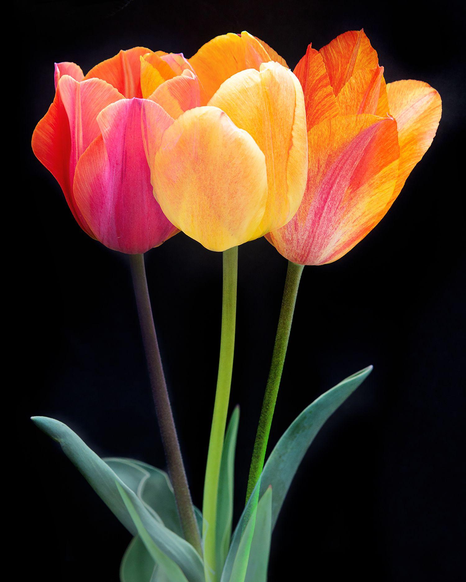 Color Photograph Michael Filonow - Triple tulipe, photographie, jet d'encre d'art