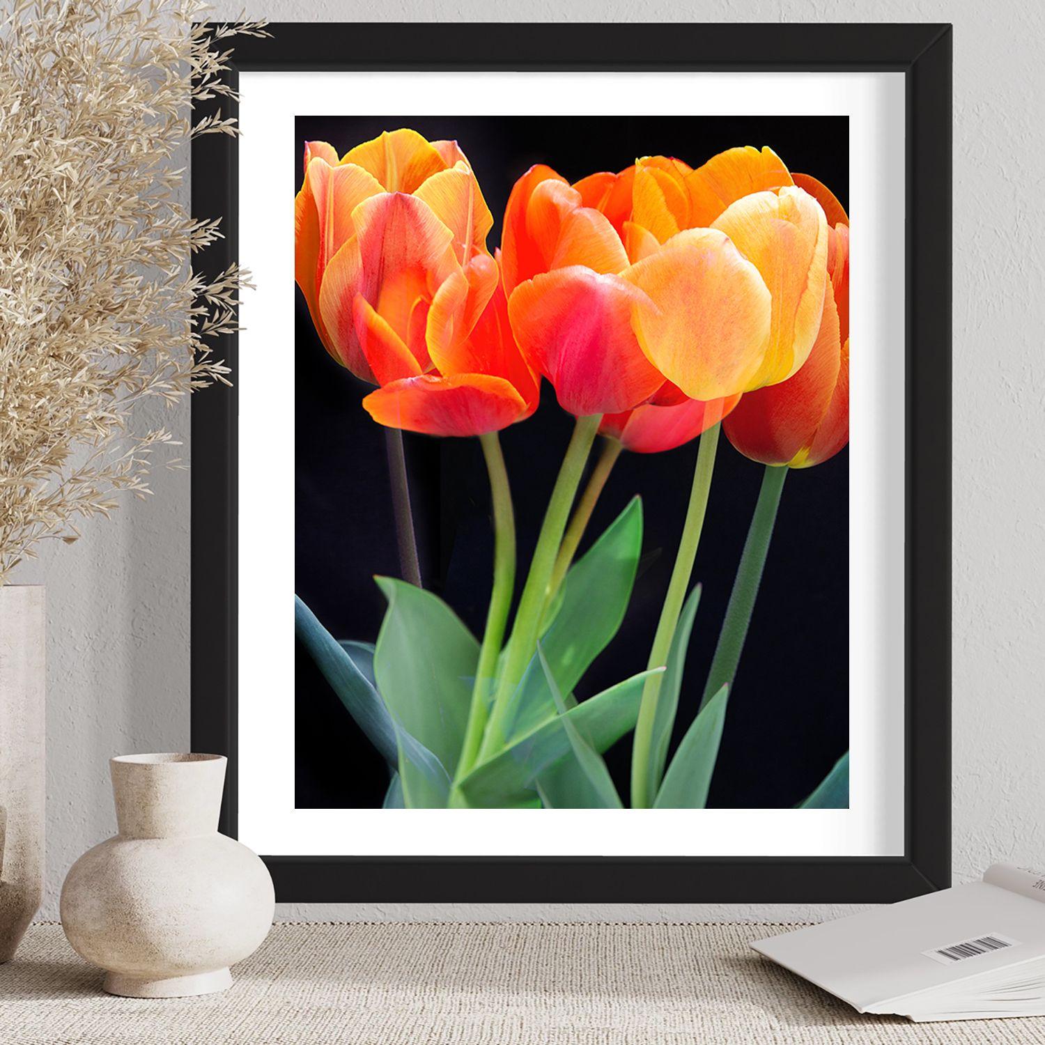 A color photograph a several tulips on black. Printed on Archival Fine Art Paper. :: Photograph :: Color :: This piece comes with an official certificate of authenticity signed by the artist :: Ready to Hang: No :: Signed: Yes :: Signature Location: