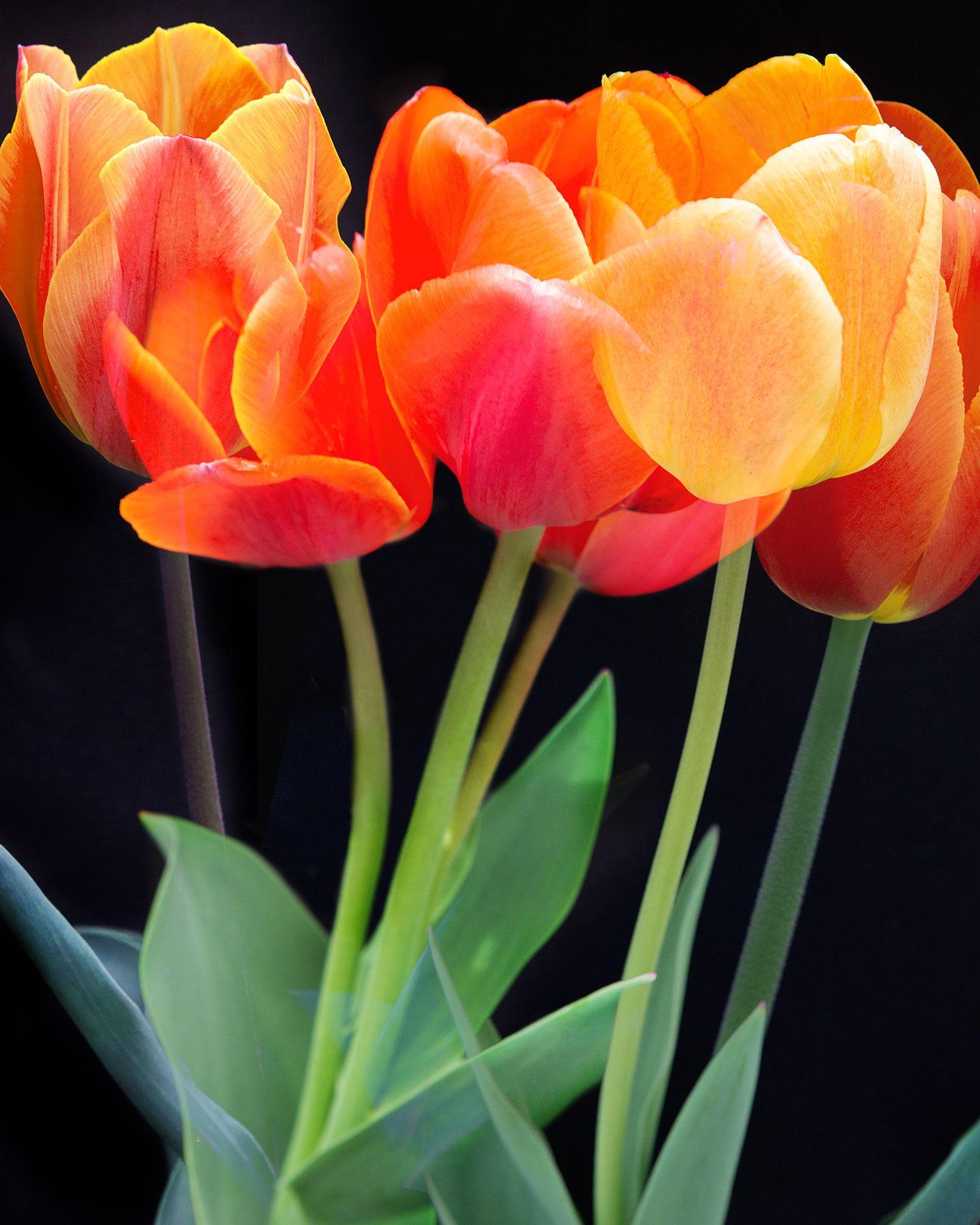 Michael Filonow Color Photograph - Tulips, Photograph, Archival Ink Jet