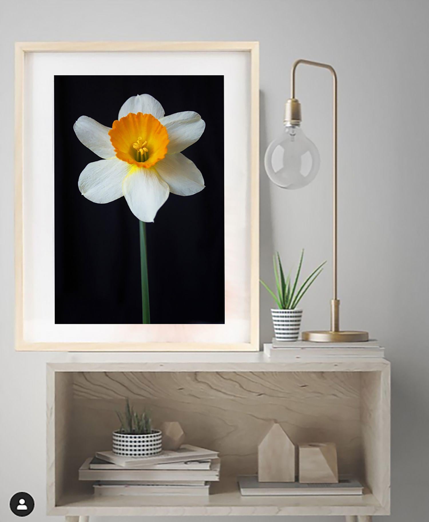 White Daffodil, Photograph, Archival Ink Jet - Black Color Photograph by Michael Filonow