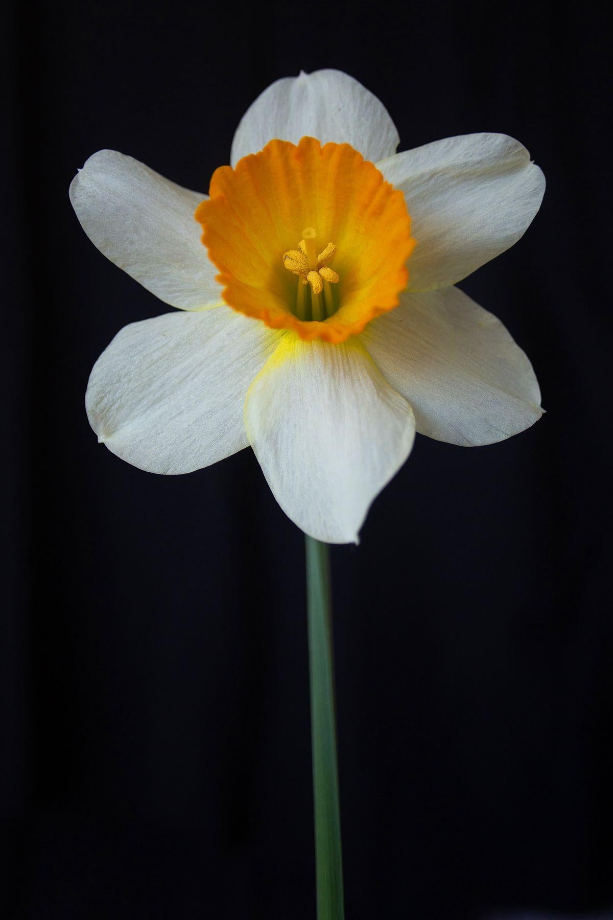 Michael Filonow Color Photograph - White Daffodil, Photograph, Archival Ink Jet