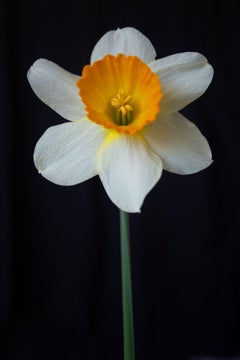 White Daffodil, Photograph, Archival Ink Jet