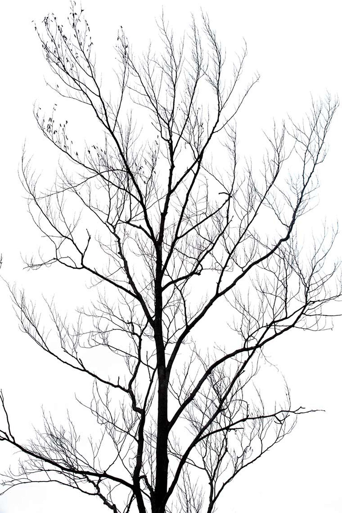Michael Filonow Black and White Photograph - Winter Trees 4, Photograph, Archival Ink Jet