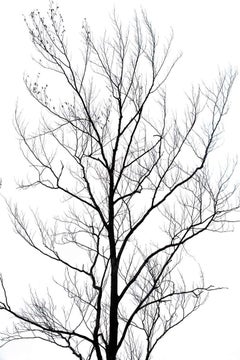 Winter Trees 4, Photograph, Archival Ink Jet